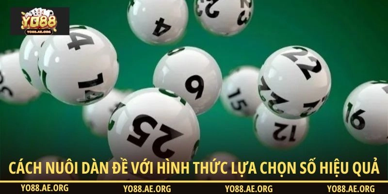 Cách nuôi dàn đề với hình thức lựa chọn số hiệu quả