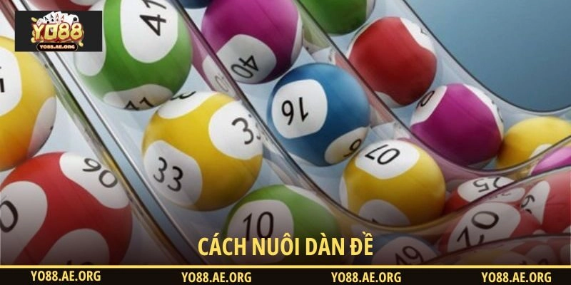 Cách nuôi dàn đề cơ bản nhất