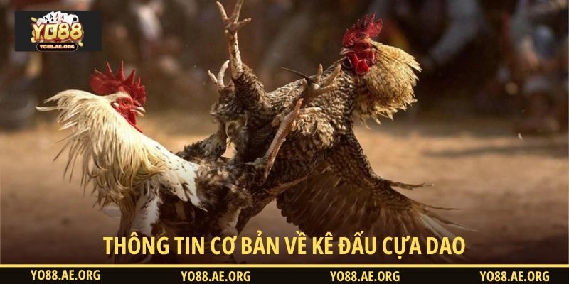 Cập nhật thông tin cơ bản về kê đấu cựa dao