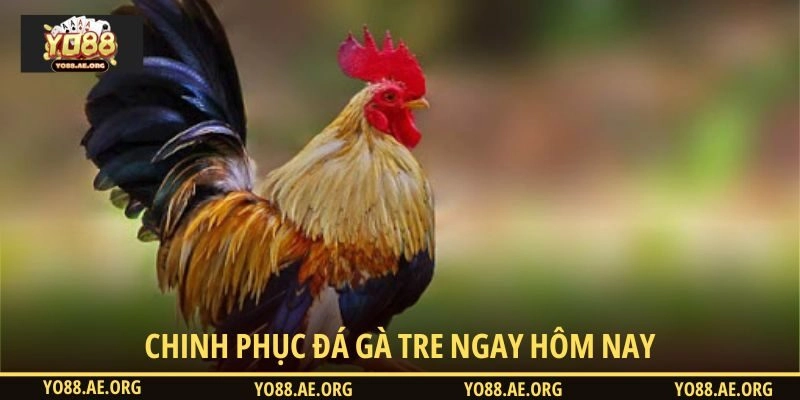 Chinh phục đá gà tre ngay hôm nay