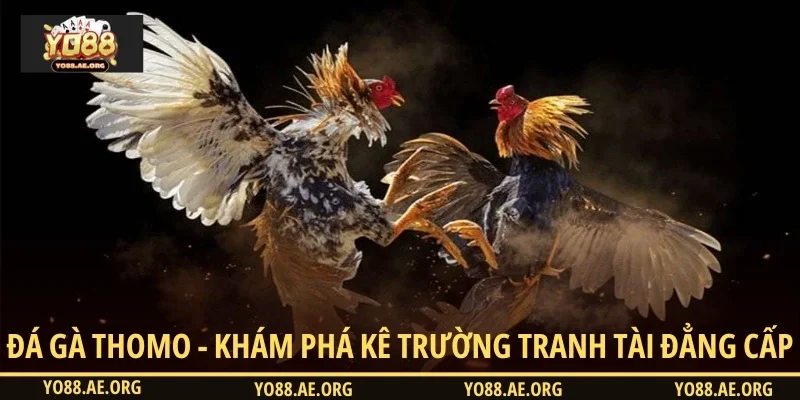 Đá gà Thomo - Khám phá kê trường tranh tài đẳng cấp