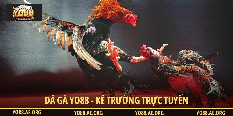 Đá gà YO88 - Kê trường tực tuyến máu lửa