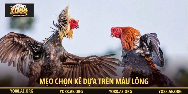 Mẹo chọn kê tham gia đá gà cựa dao dựa trên màu lông