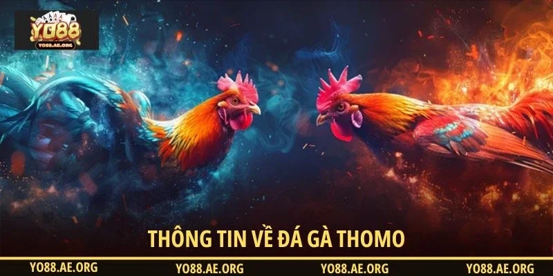 Thông tin về đá gà thomo