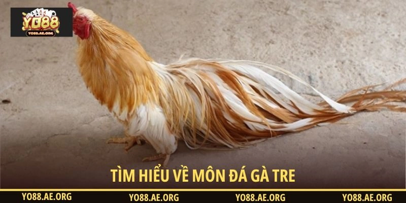 Tìm hiểu về môn đá gà tre